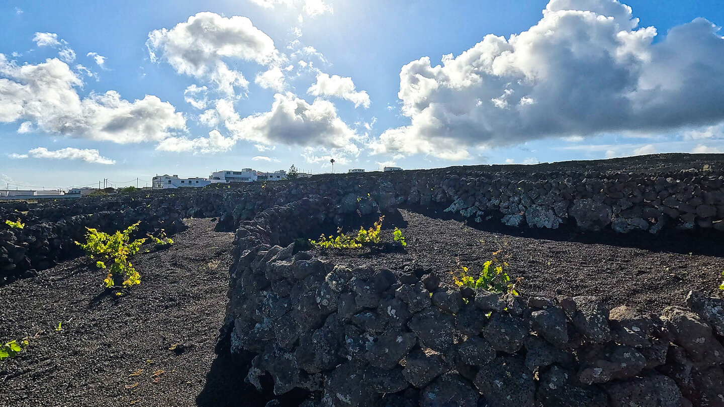 Weinberge bei Yé im Famara-Gebirge