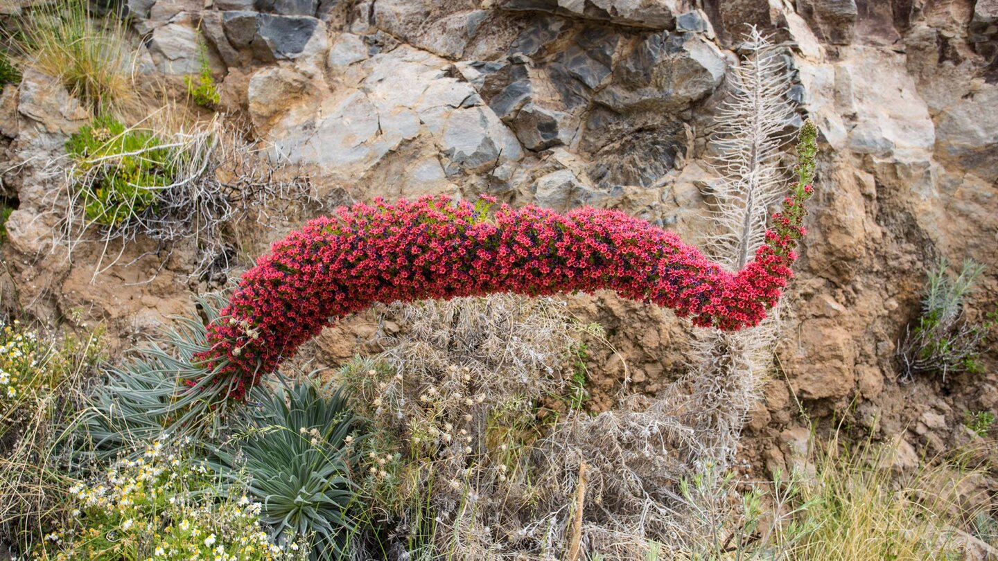 Roter Natternkopf in voller Blüte entlang der Wanderung Roter Natternkopf am Wanderweg 35