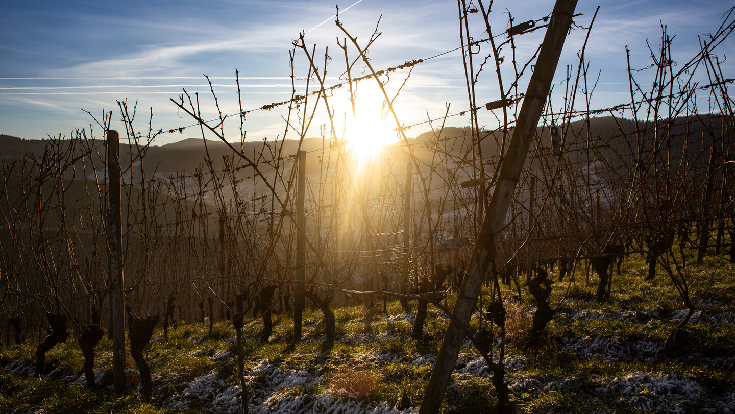 Morgensonne am Genießerpfad Durbacher Weinpanorama