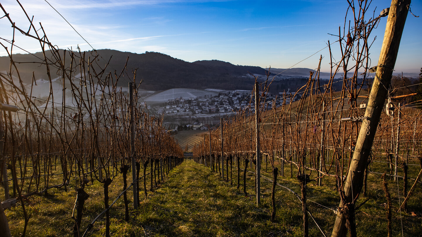 Durbacher Weinpanorama