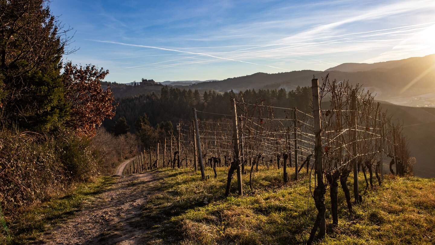 Panoramaweg durch die Durbacher Weinberge