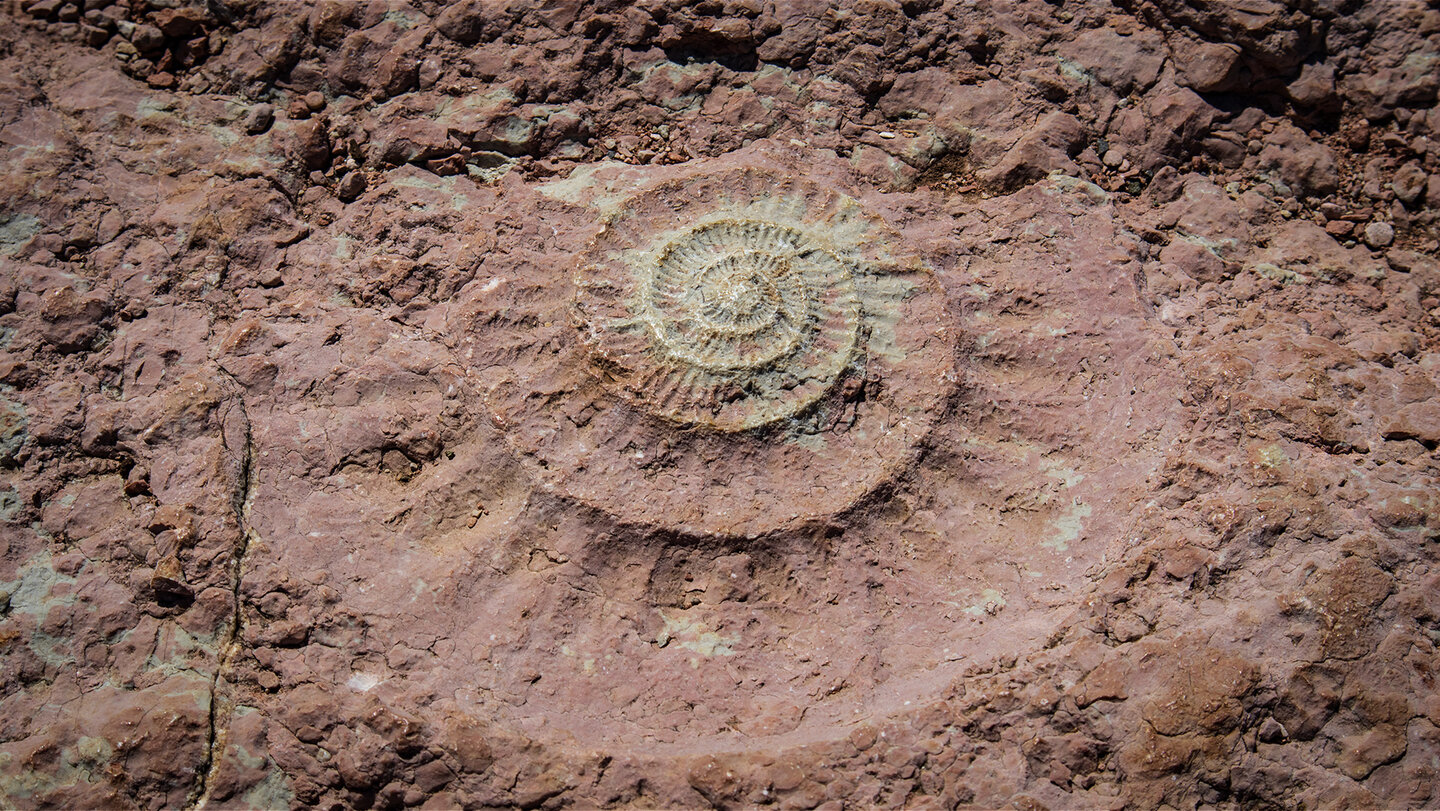 versteinerte Ammonitenfossilien im Torcal de Antequera versteinerte Ammoniten im Torcal de Antequera
