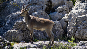 Iberischer Steinbock im Felsgebiet des El Torcal de Antequera