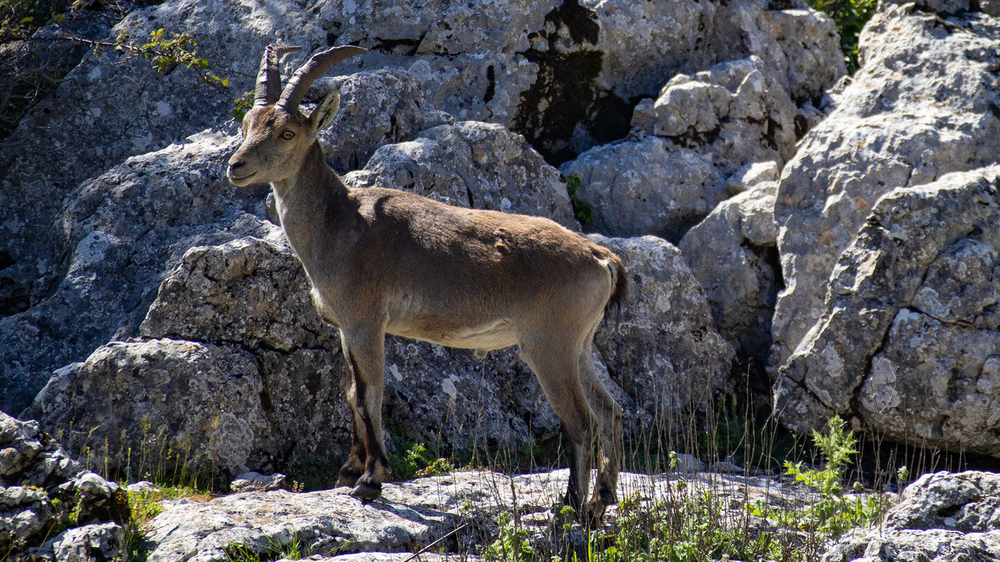 Iberischer Steinbock im Felsgebiet des El Torcal de Antequera Iberischer Steinbock im Felsgebiet des El Torcal de Antequera