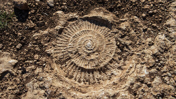 Ammoniten im Torcal de Antequera