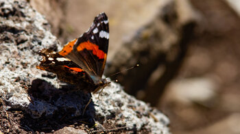 Admiral Schmetterling man Wegesrand