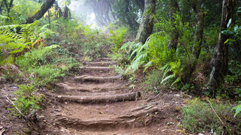 die Route führt über Holzstufen durch den Nebelwald