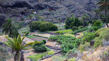 Obst- und Gemüseanbau im Barranco de Santiago