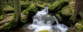 der Gertelbach fließt durch eine bemooste Waldschlucht