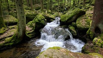 der Gertelbach fließt durch eine bemooste Waldschlucht