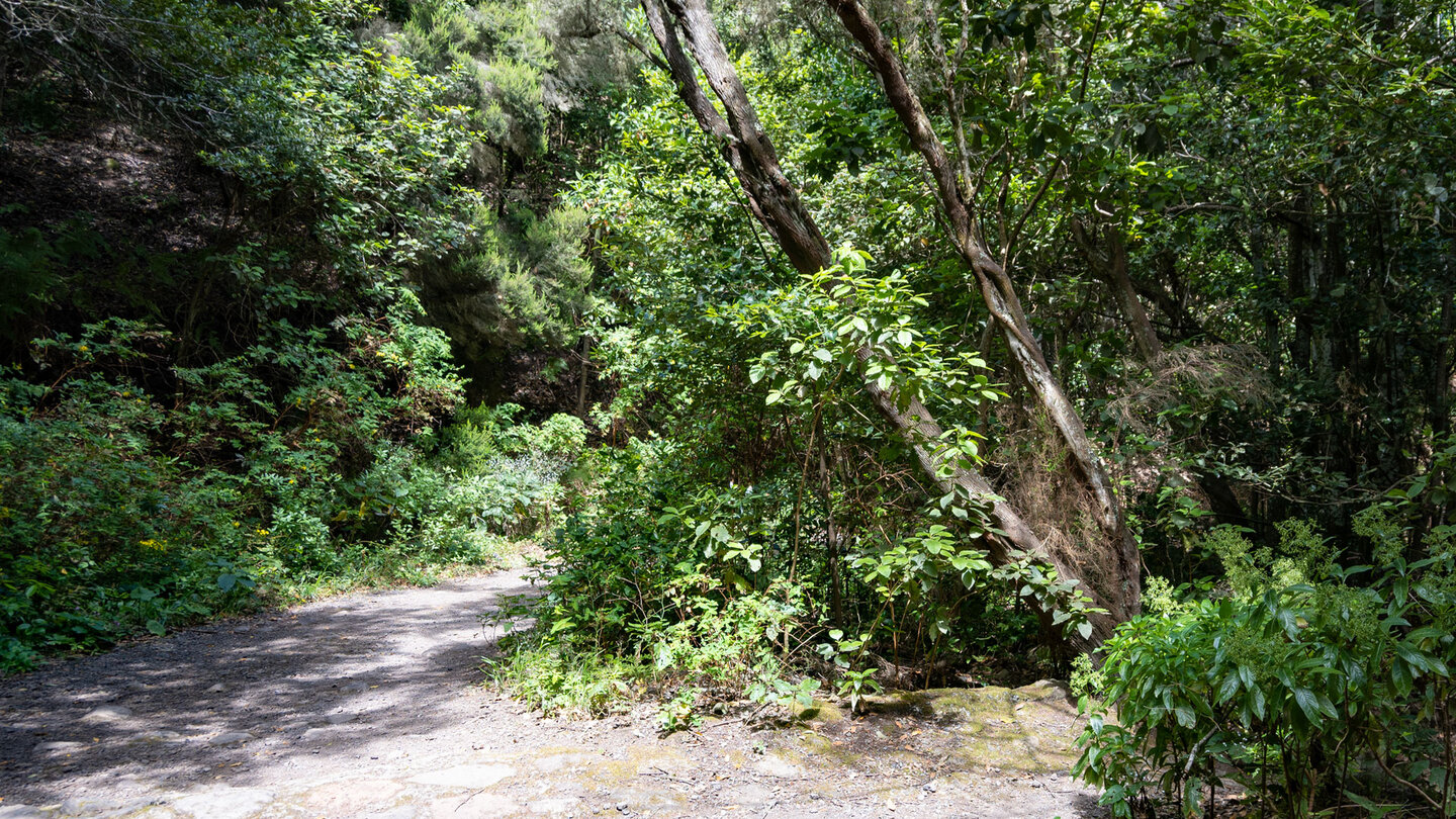 der Wanderweg PR-TF 52 im üppigen Lorbeerwald