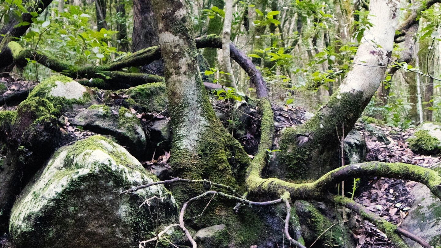 Vegetation im Lorbeerwald Monte del Agua