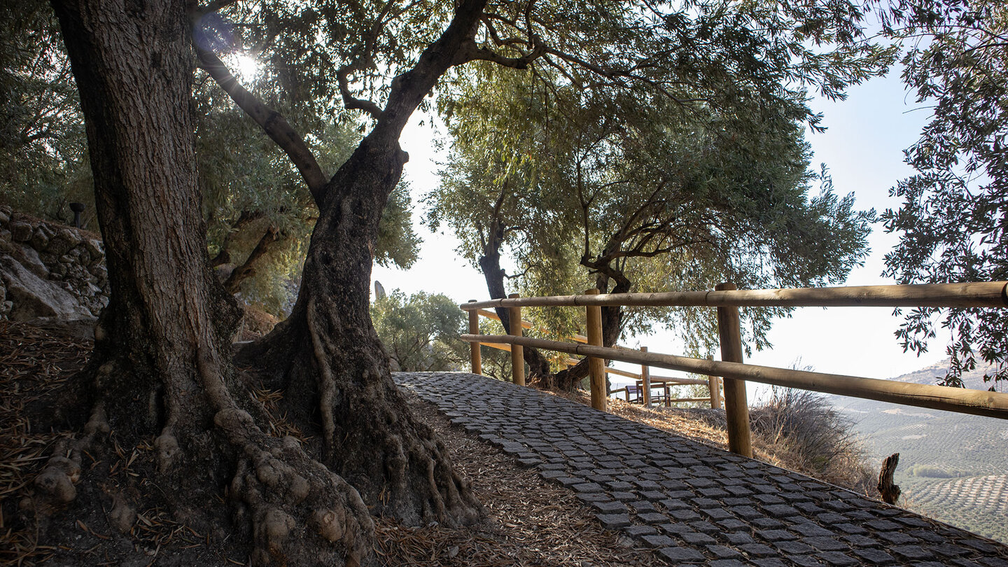 Spazierweg unter Olivenbäumen