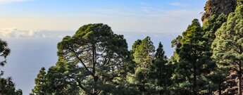 GR 130 im Kiefernwald bei Fuencaliente