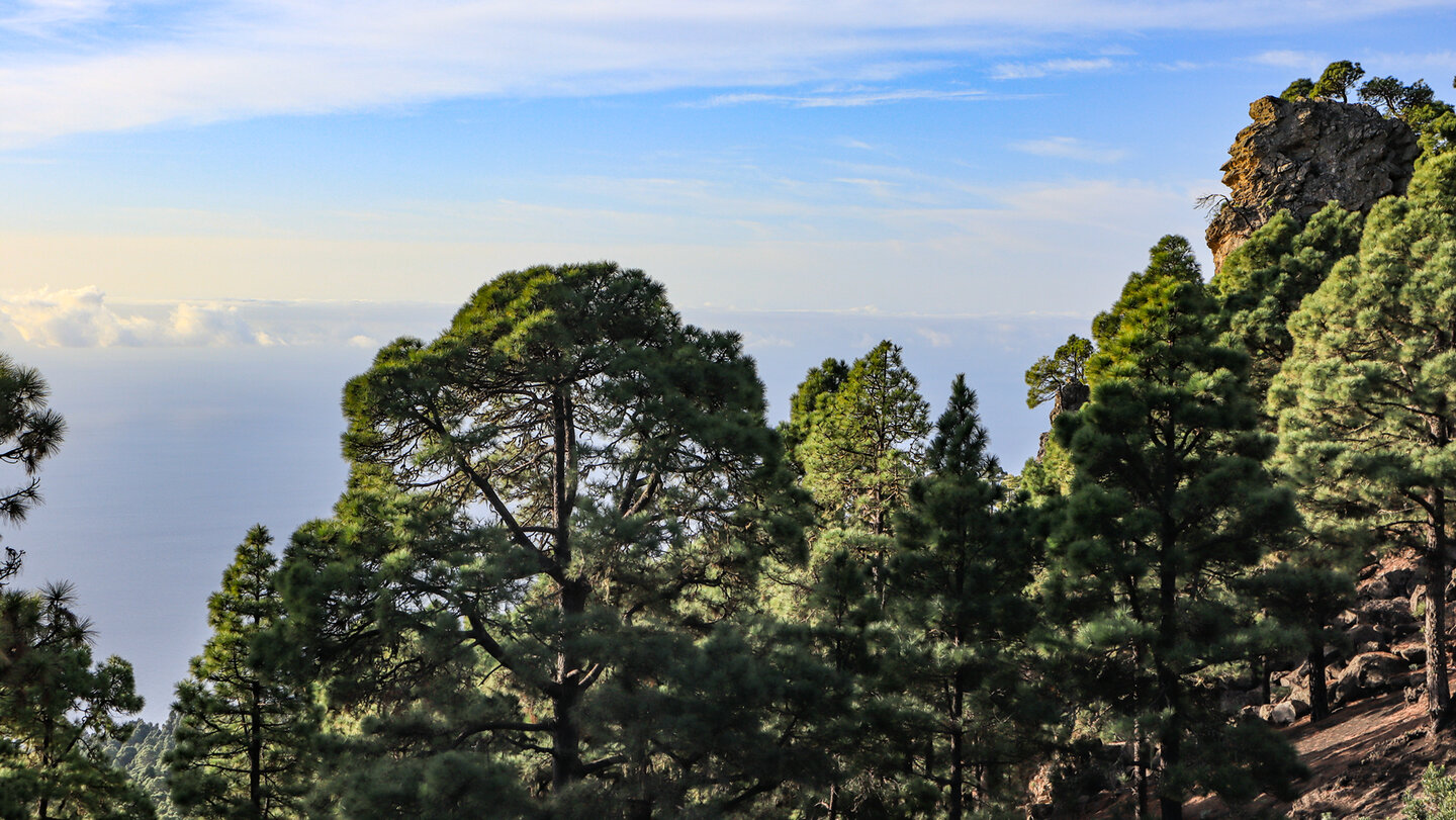 GR 130 im Kiefernwald bei Fuencaliente