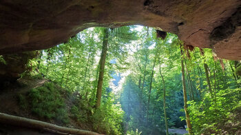 Blick in den lichtdurchfluteten Wald von der Bährenhöhle bei Rodalben