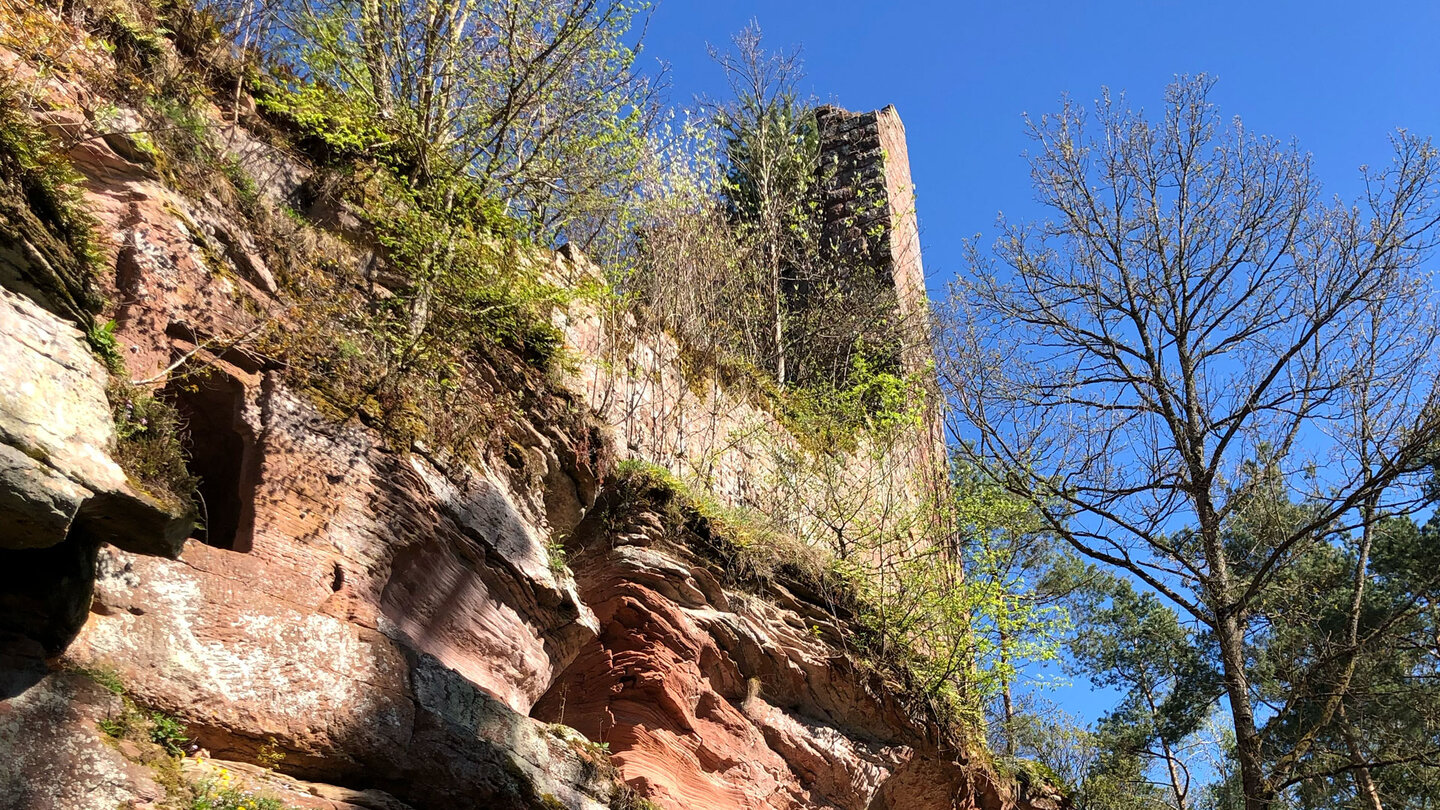 der Turm der Ruine Wineck thront hoch auf dem Burgfels