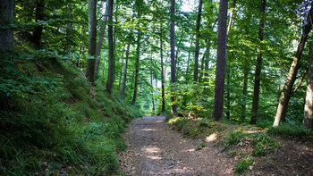 Wanderweg zwischen Burg Meistersel und Drei Buchen