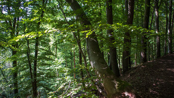 Waldwanderung zur Ruine Ramburg