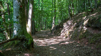 Wanderweg zur Burg Ramburg im Pfälzerwald