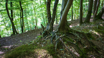 Wanderweg durch Laubwald bei Ramberg