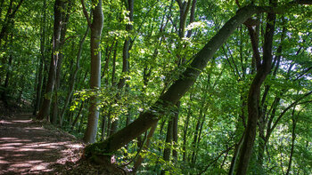 Wanderroute durch Laubwald am Schlossberg bei Ramberg