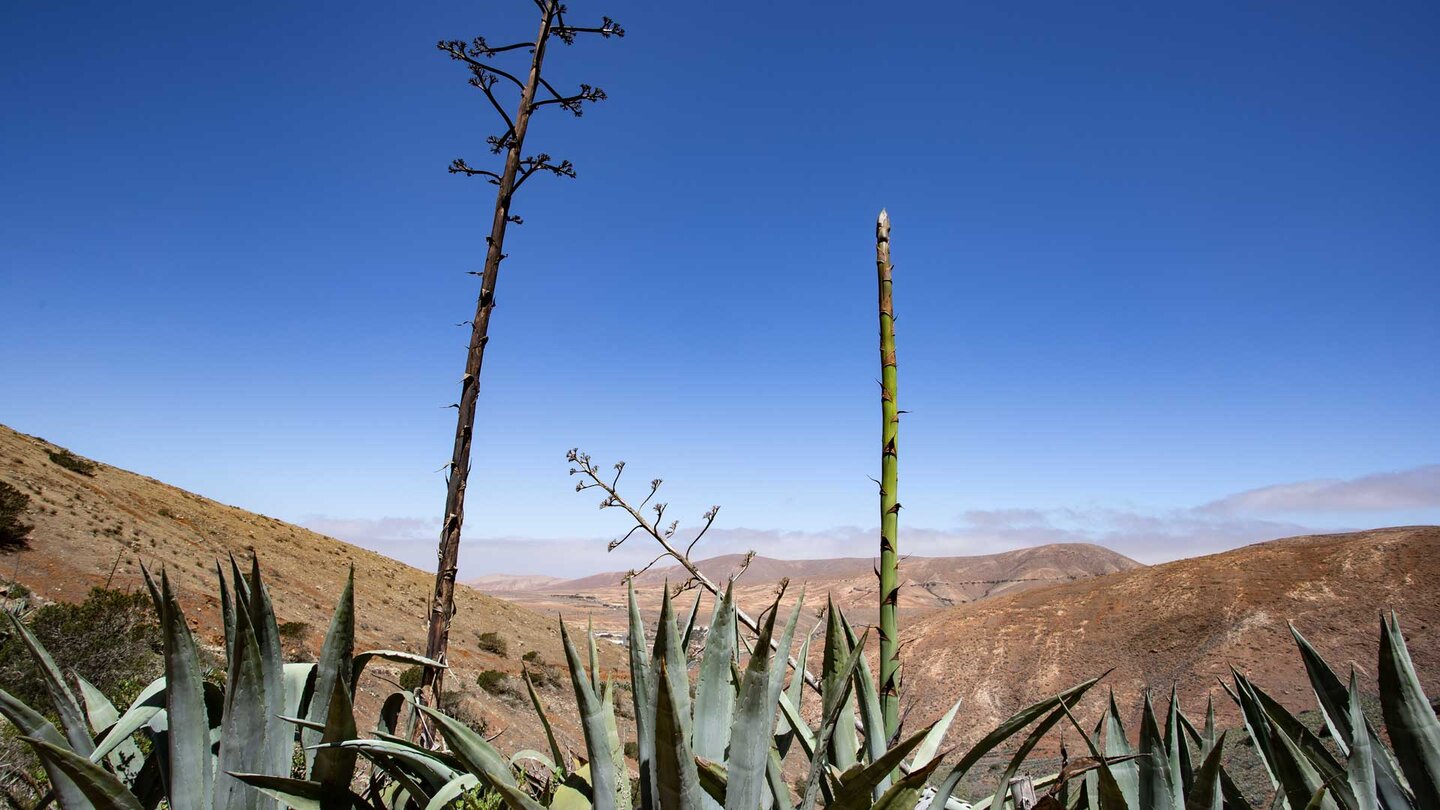 Amerikanische Agaven (Agave americana) am Wandereg