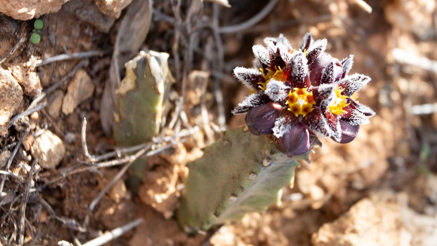 Burchards Fliegenblume (Apteranthes burchardii) Burchards Fliegenblume (Apteranthes burchardii)