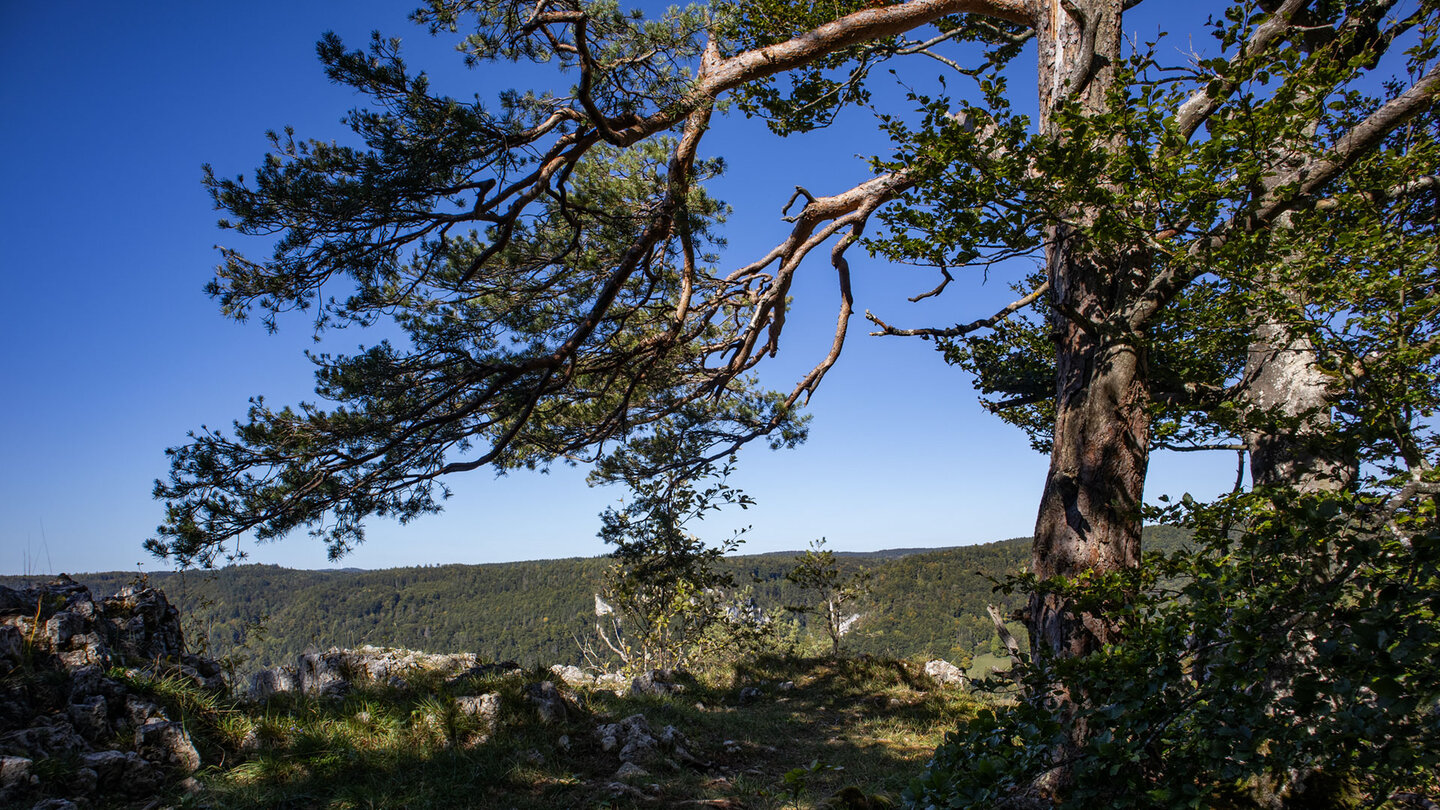 Kiefer auf der Felswand der Schaufelsen