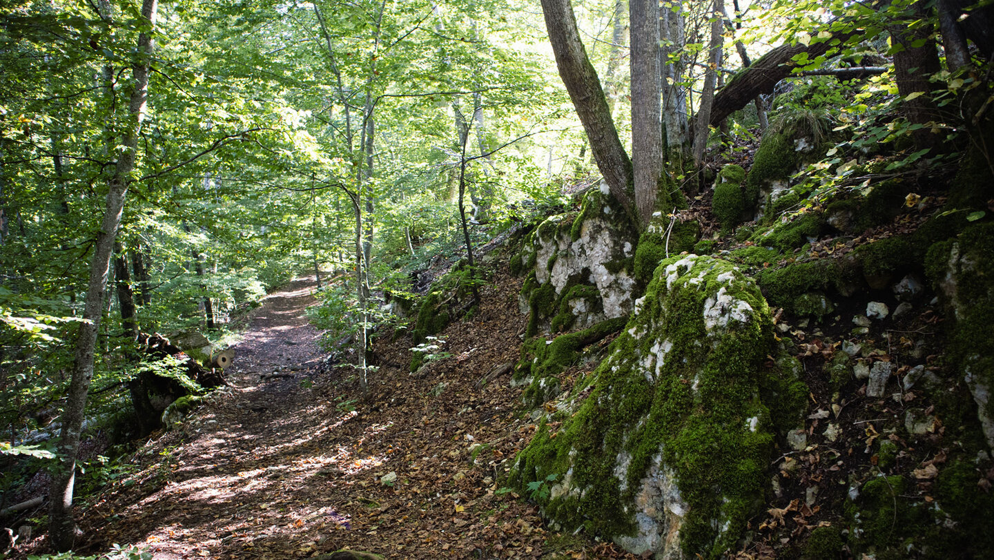 Wanderweg bei der Falkenwand