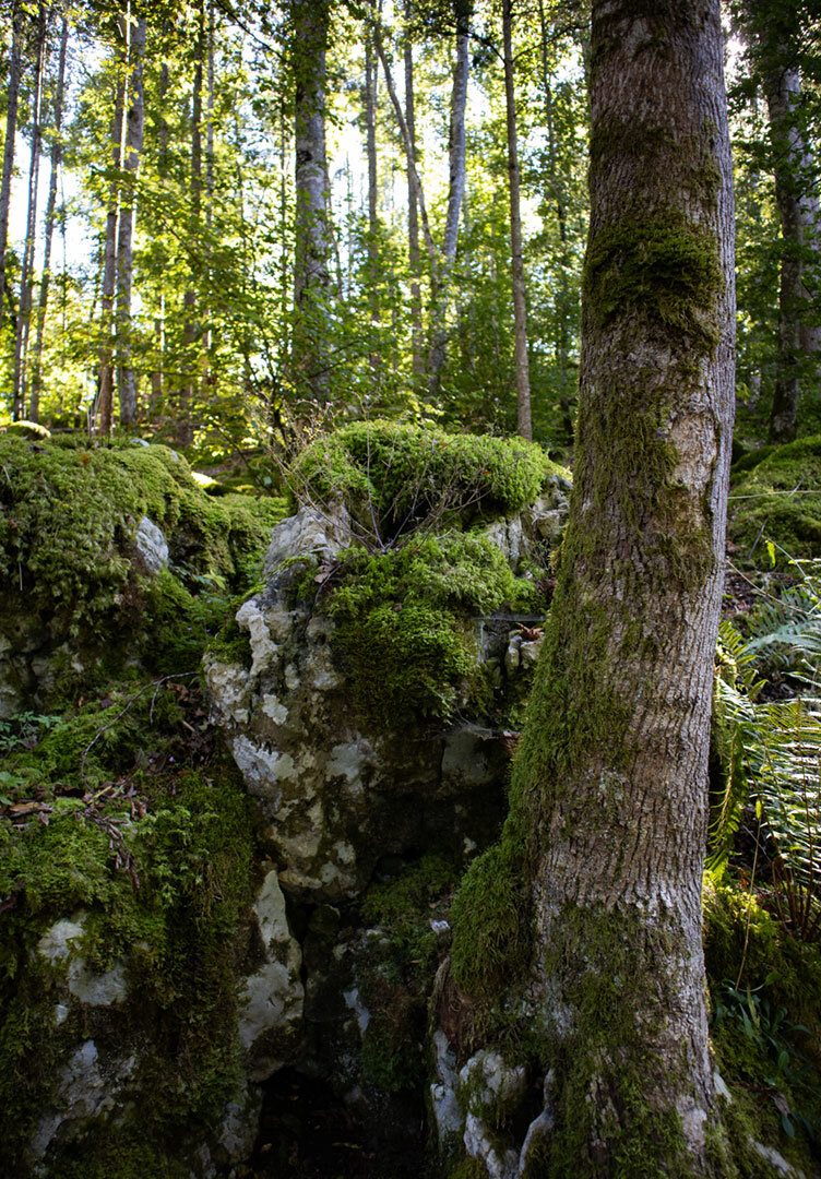 bemooste Felsen im Laubwald
