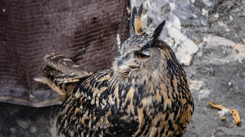 Uhu im Tierpark IberFauna in Zuheros