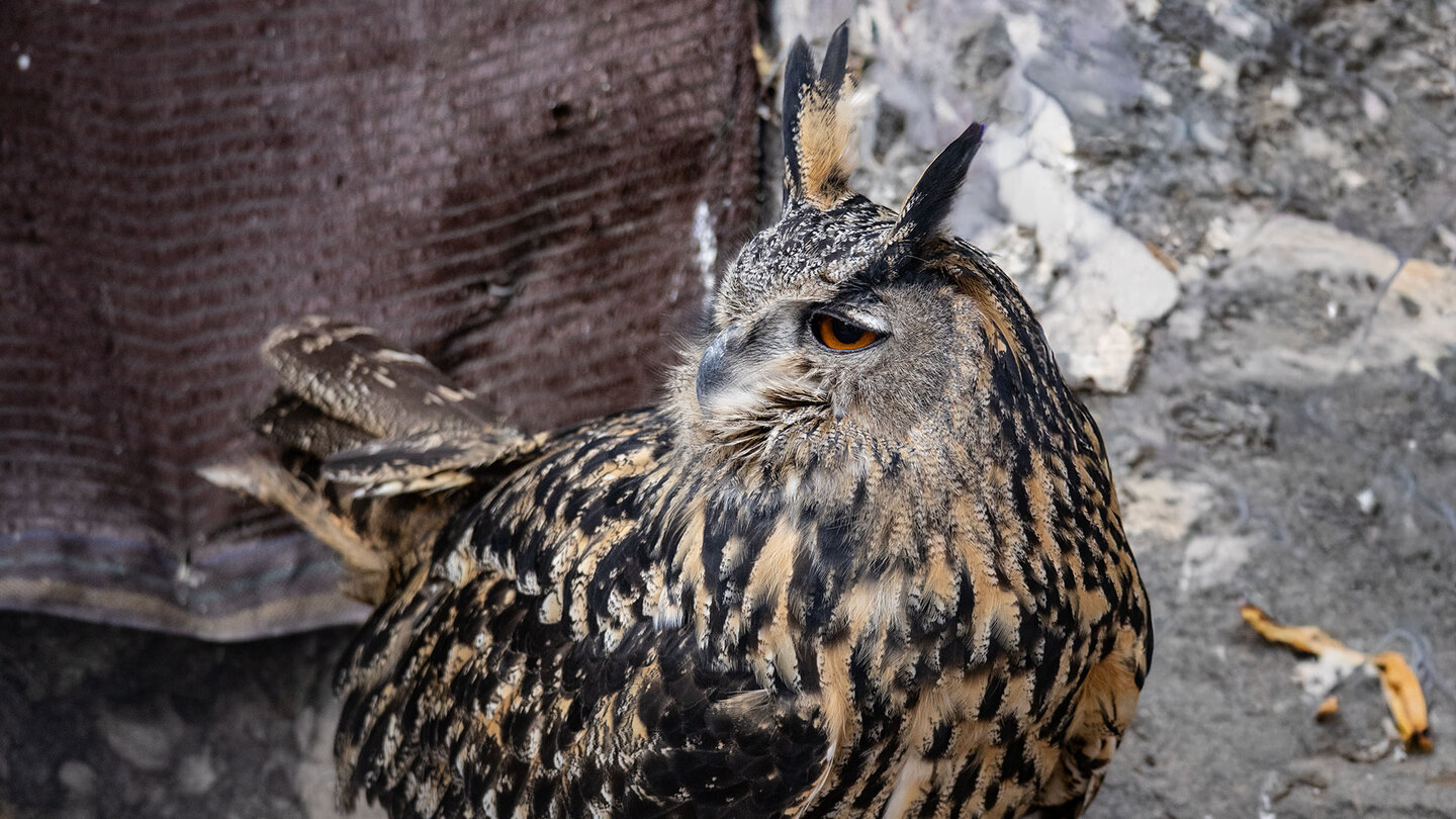 Uhu im Tierpark IberFauna in Zuheros