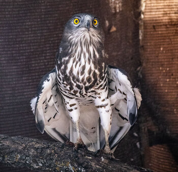 wunderschöner Habichtsadler im Tierasyl von Zuheros