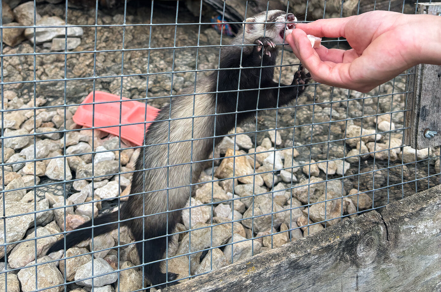 Frettchen im IberFauna Park