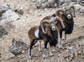 Mufflons bei IberFauna in Zuheros