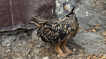 beeindruckender Uhu bei IberFauna