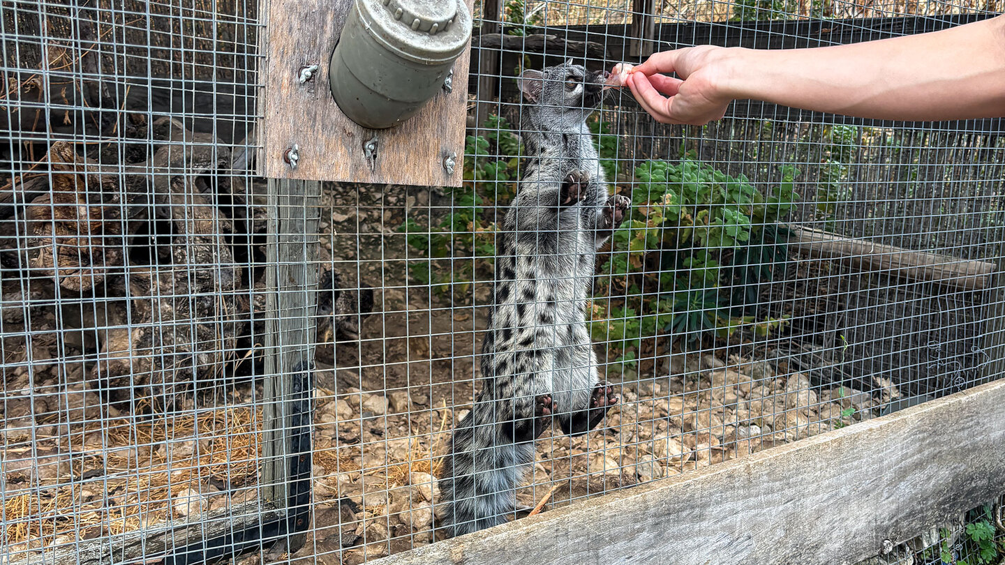 Fütterung der Ginsterkatze