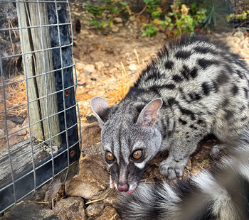 Ginsterkatze im Wildreservat Iberfauna