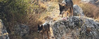 Iberische Wölfe im Park von IberFauna