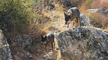 Iberische Wölfe im Park von IberFauna