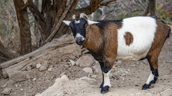Nutztiere wie Ziegen und Esel bei Iberfauna