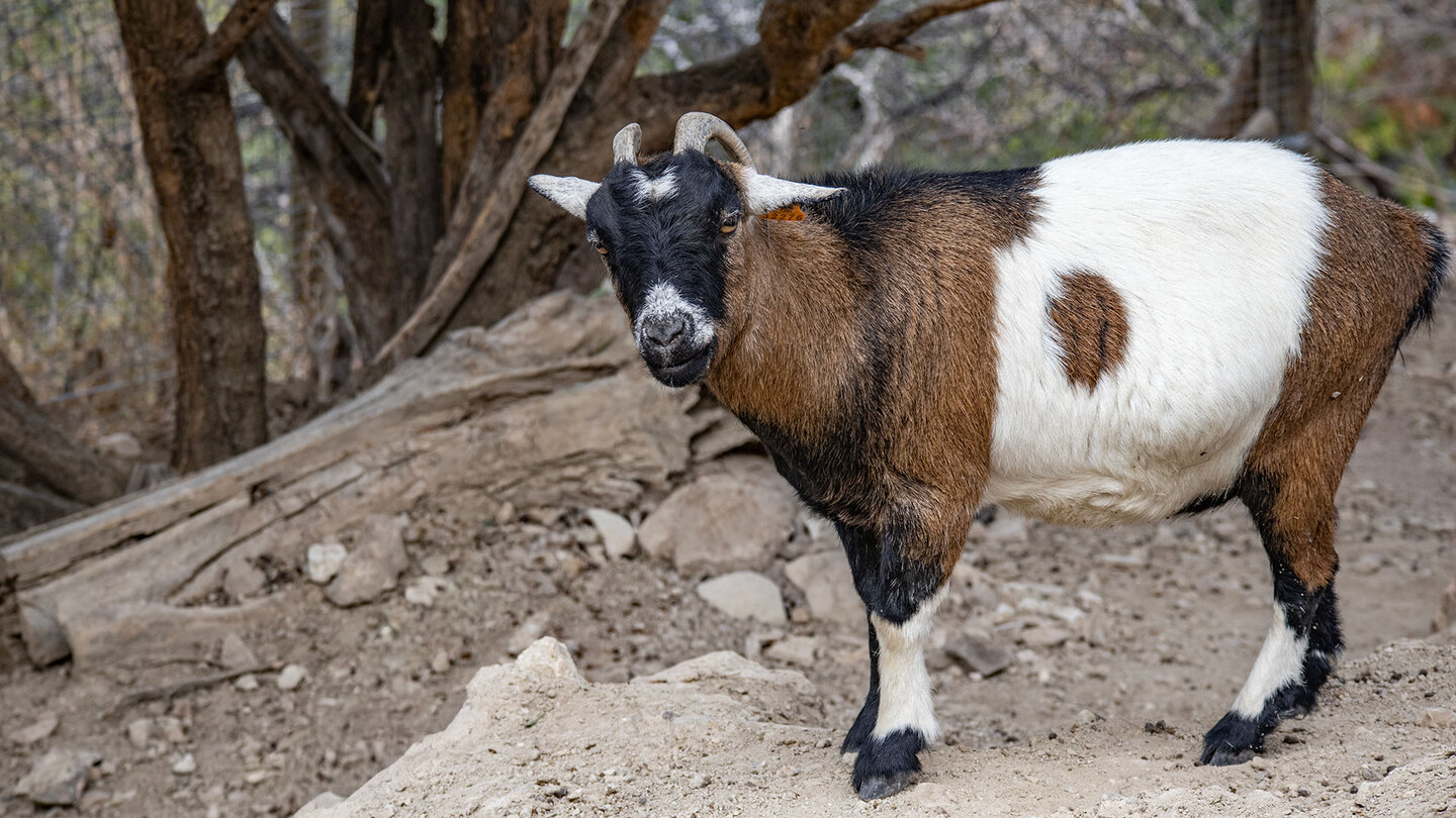 Nutztiere wie Ziegen und Esel bei Iberfauna