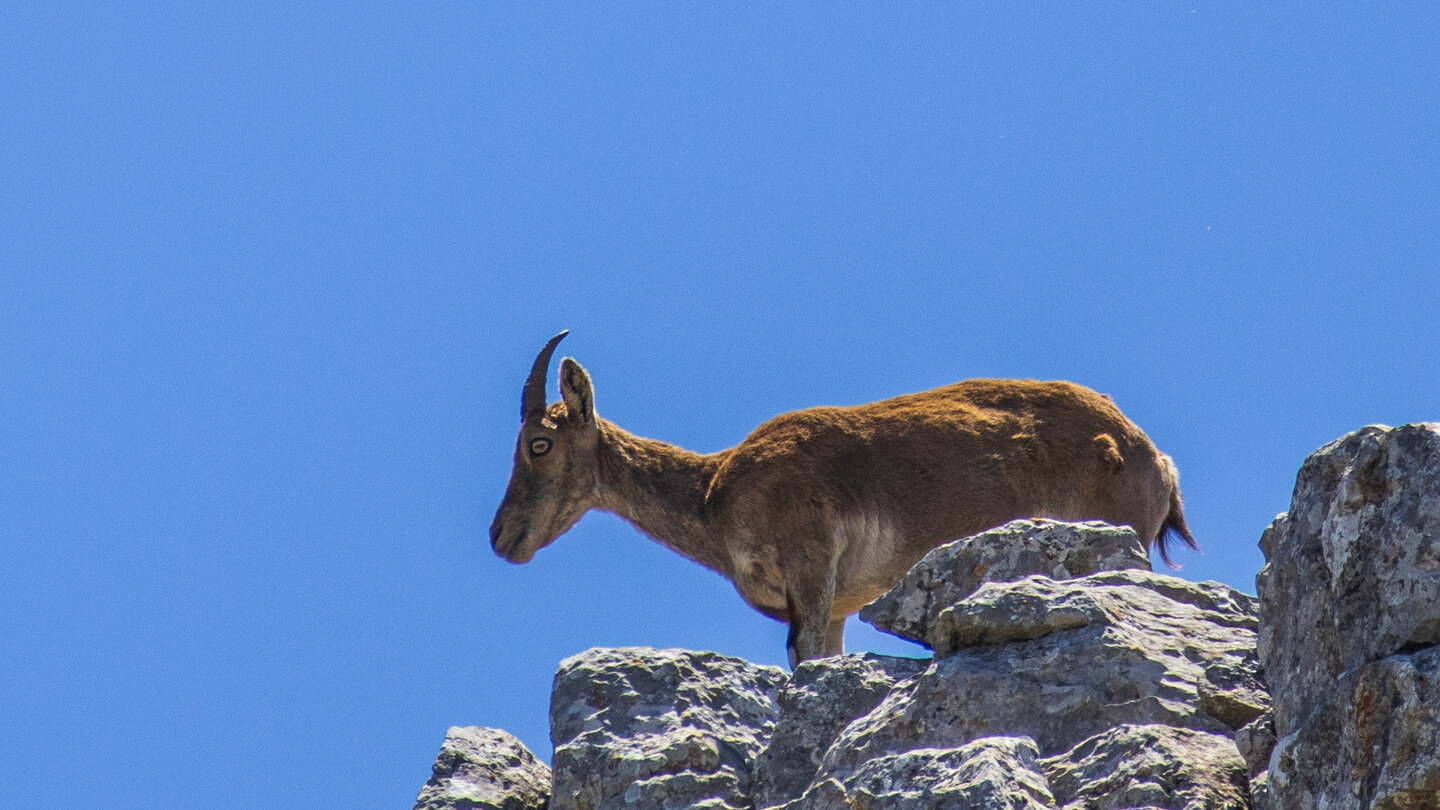 Iberischer Steinbock im El Torcal de Antequera Iberischer Steinbock im El Torcal de Antequera