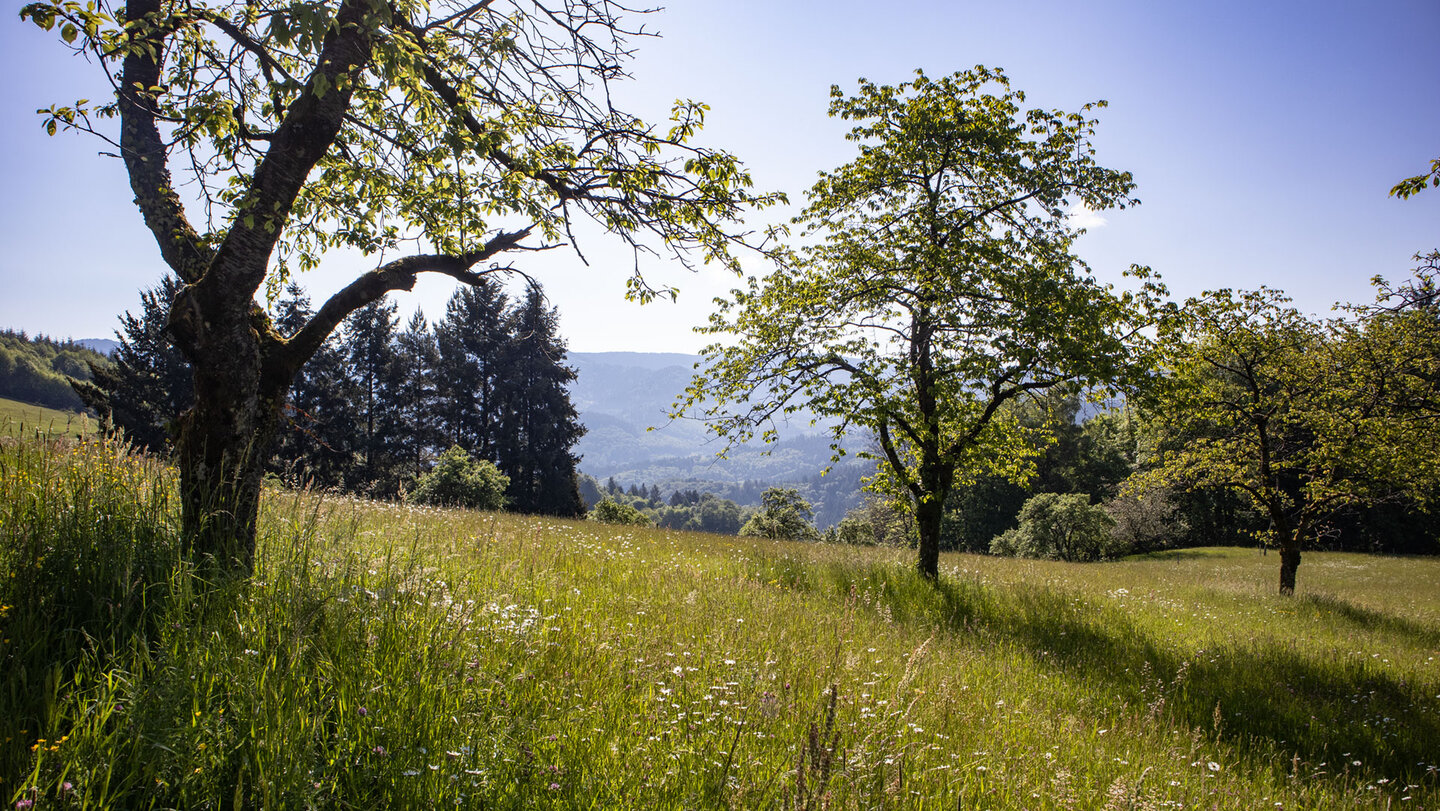 Obstwiesen und Schwarzwaldpanorama bei Blaubronn