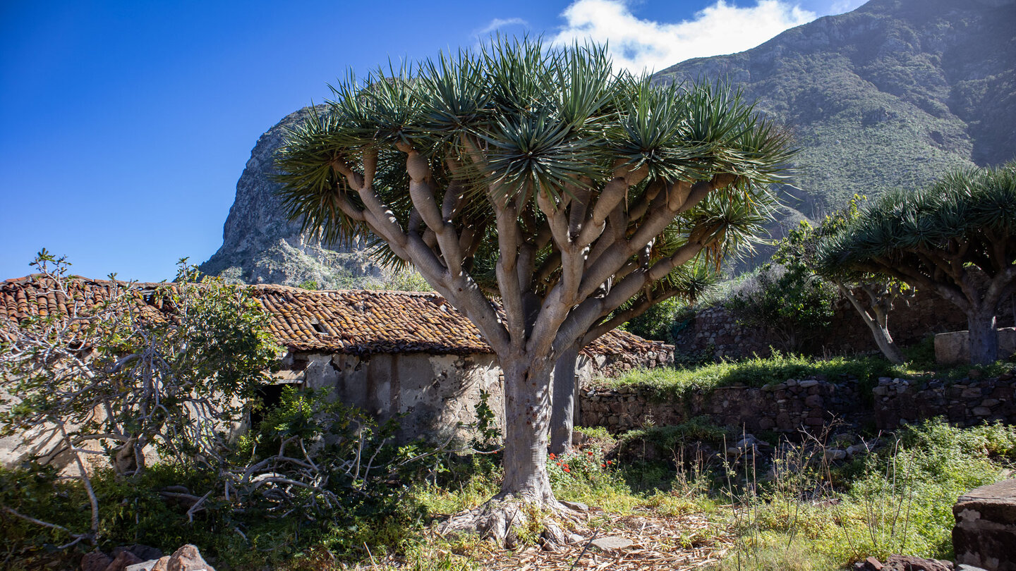 Drachenbaum in den Ruinen des Landguts von Las Palmas
