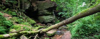 Buntsandsteinfelsen am Wanderweg durch die Wolfsschlucht