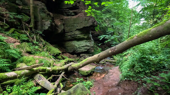 Buntsandsteinfelsen am Wanderweg durch die Wolfsschlucht
