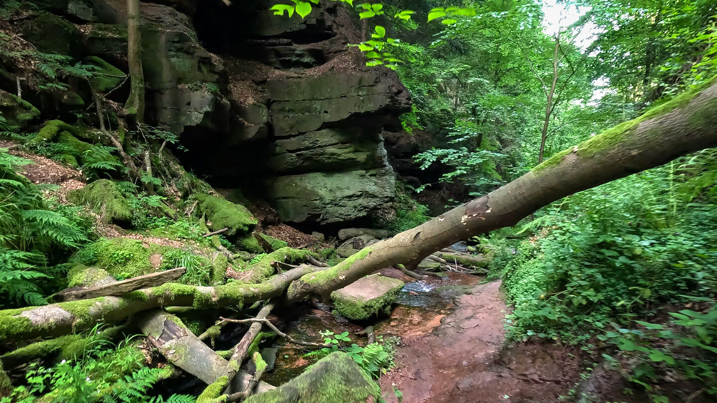 Buntsandsteinfelsen säumen den Wanderweg durch die Wolfsschlucht im Odenwald Buntsandsteinfelsen am Wanderweg durch die Wolfsschlucht