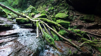 askaden des Schlossbächleins in der Wolfsschlucht bei Zwingenberg